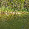 44Inf2011-10-29 13.34.10 : Lake Bastrop South Shore